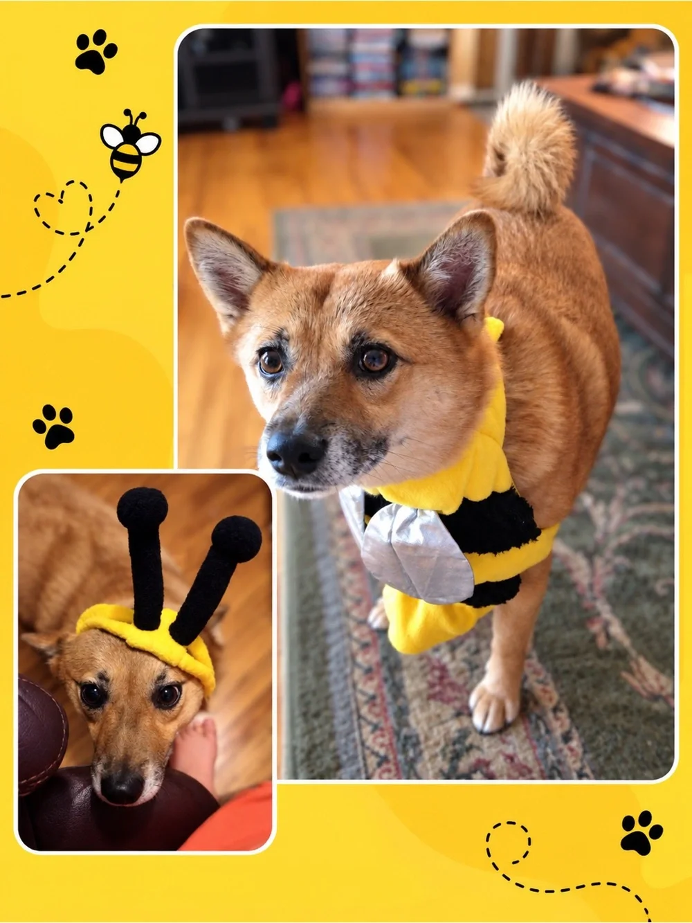 Target Dog / Cat 🐝 Bee Costume Small Yellow Black Wings Antenna Halloween Pet